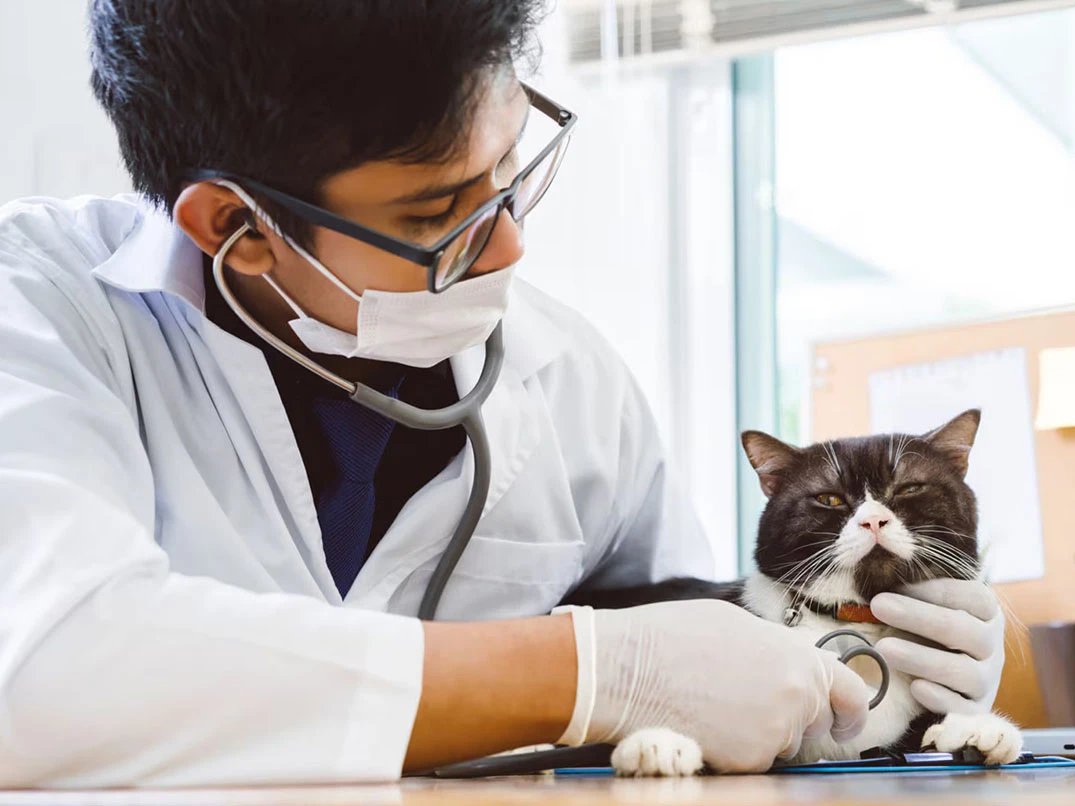 Kedi Gençliği Hastalığı ve Tedavisi