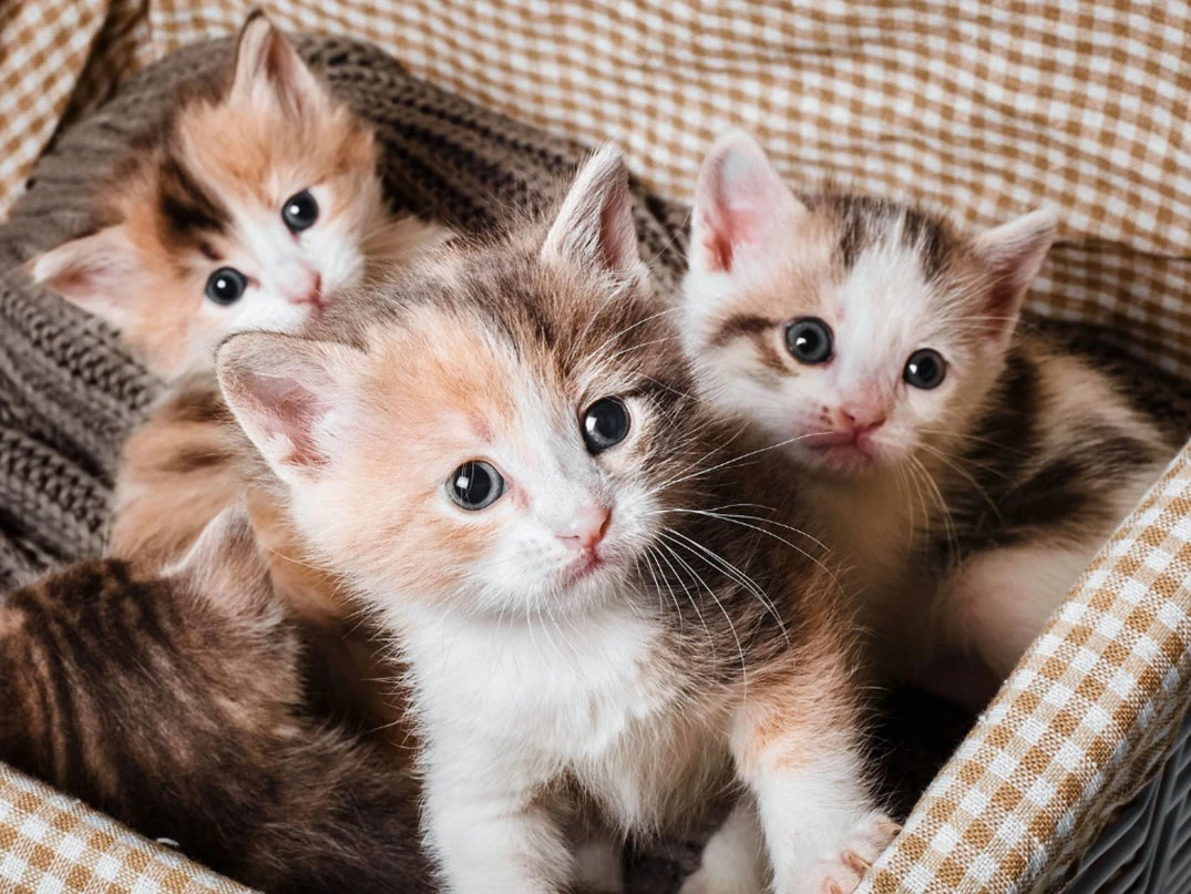 Kedi Sahiplenmeden Önce Bilinmesi Gerekenler