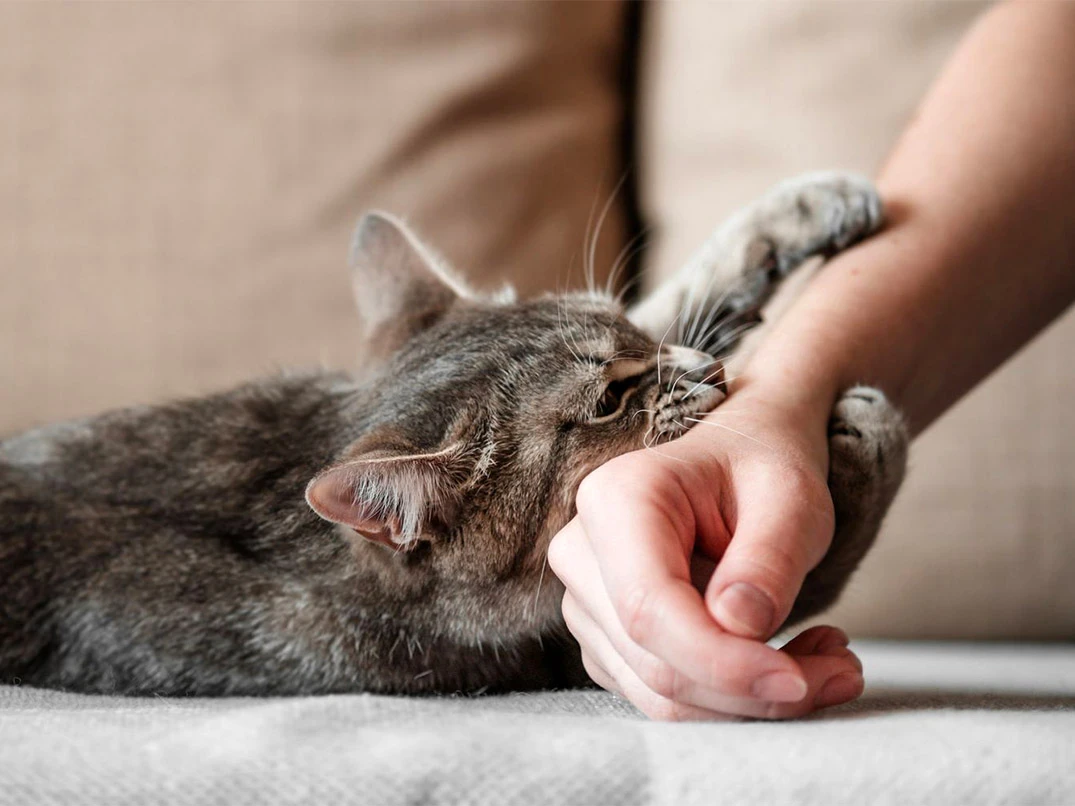 Kedi Tırmalaması Kuduz Aşısı Gerektirir mi?