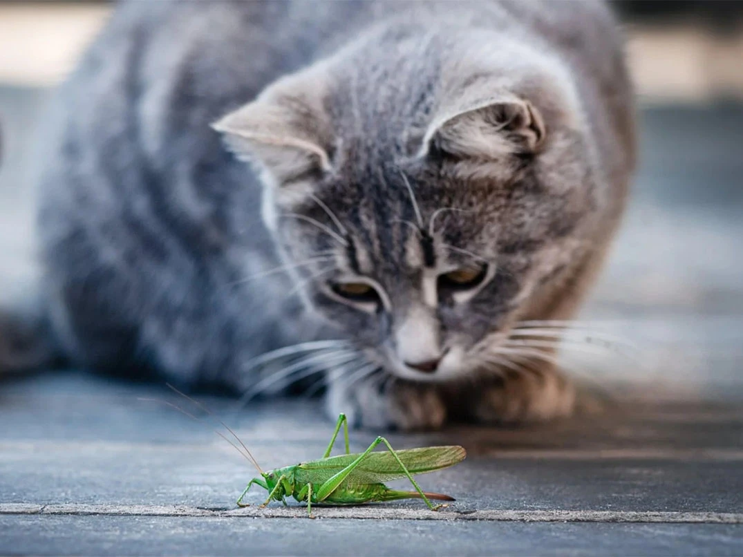 Kediler Böcek Yerse Ne Olur?