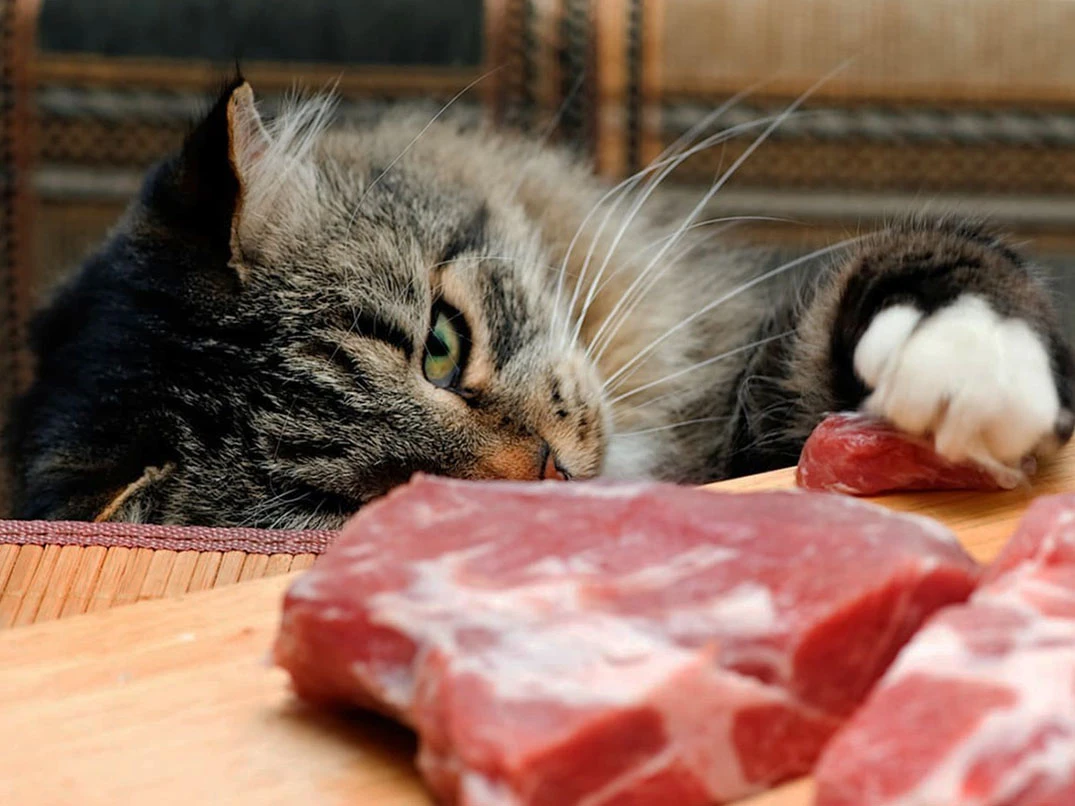Kediler Çiğ Et Yer mi?