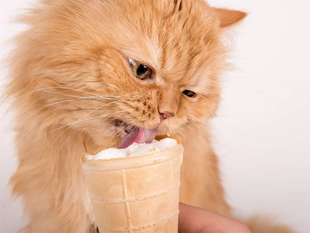 Kediler Dondurma Yer mi?