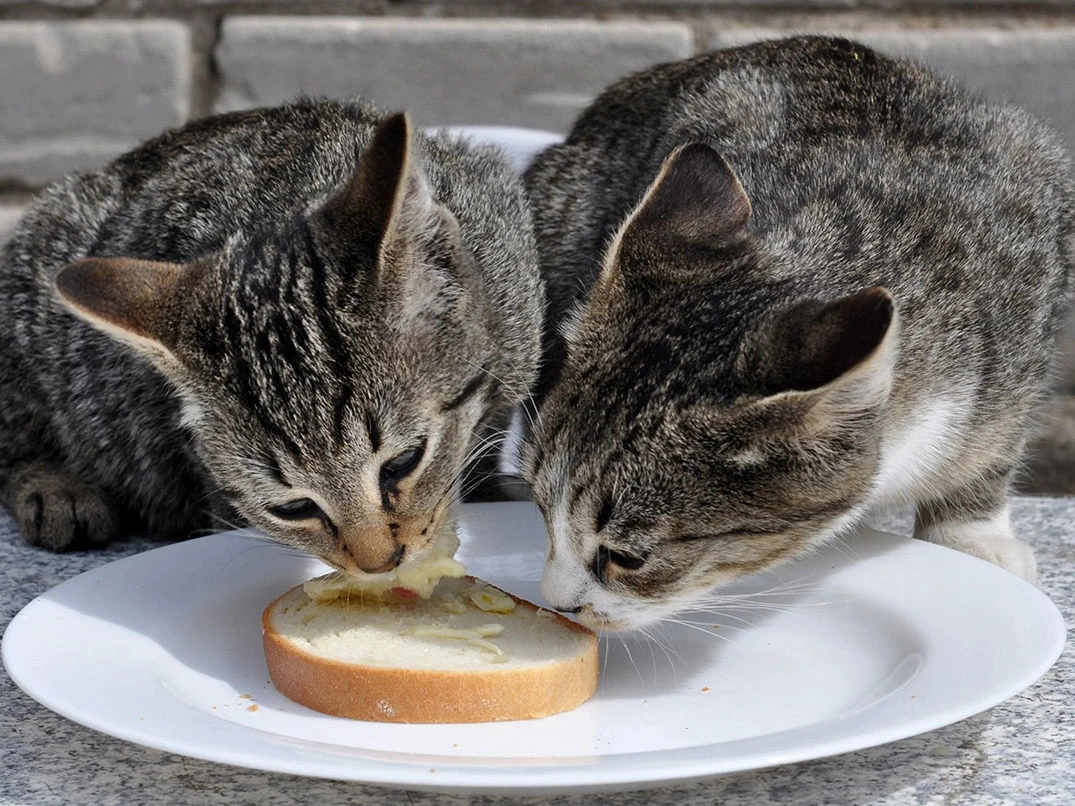 Kediler Ekmek Yer mi?