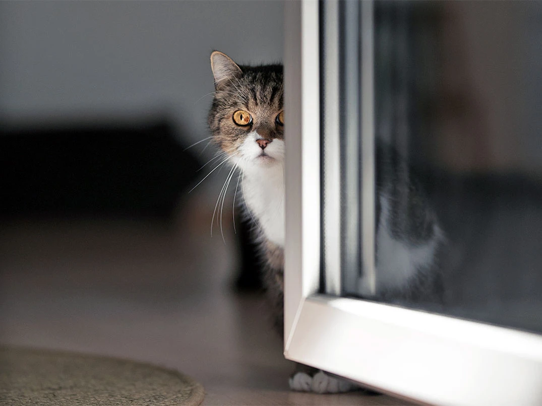 Kediler Evden Neden Kaçar?