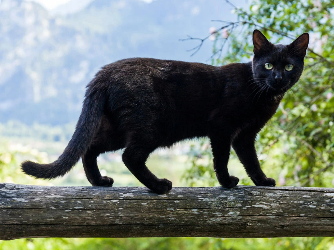 Kediler Kaç Canlıdır?