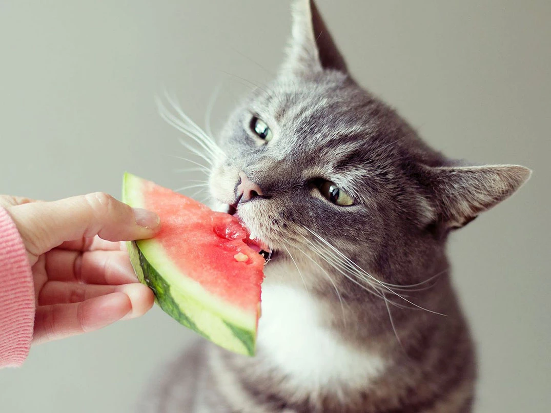Kedi Karpuz Yer Mi? Faydaları Ve Zararları