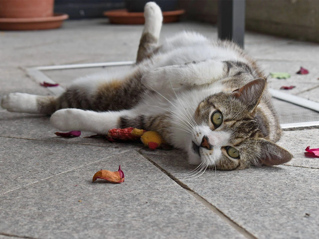 Kediler Menopoza Girer mi?