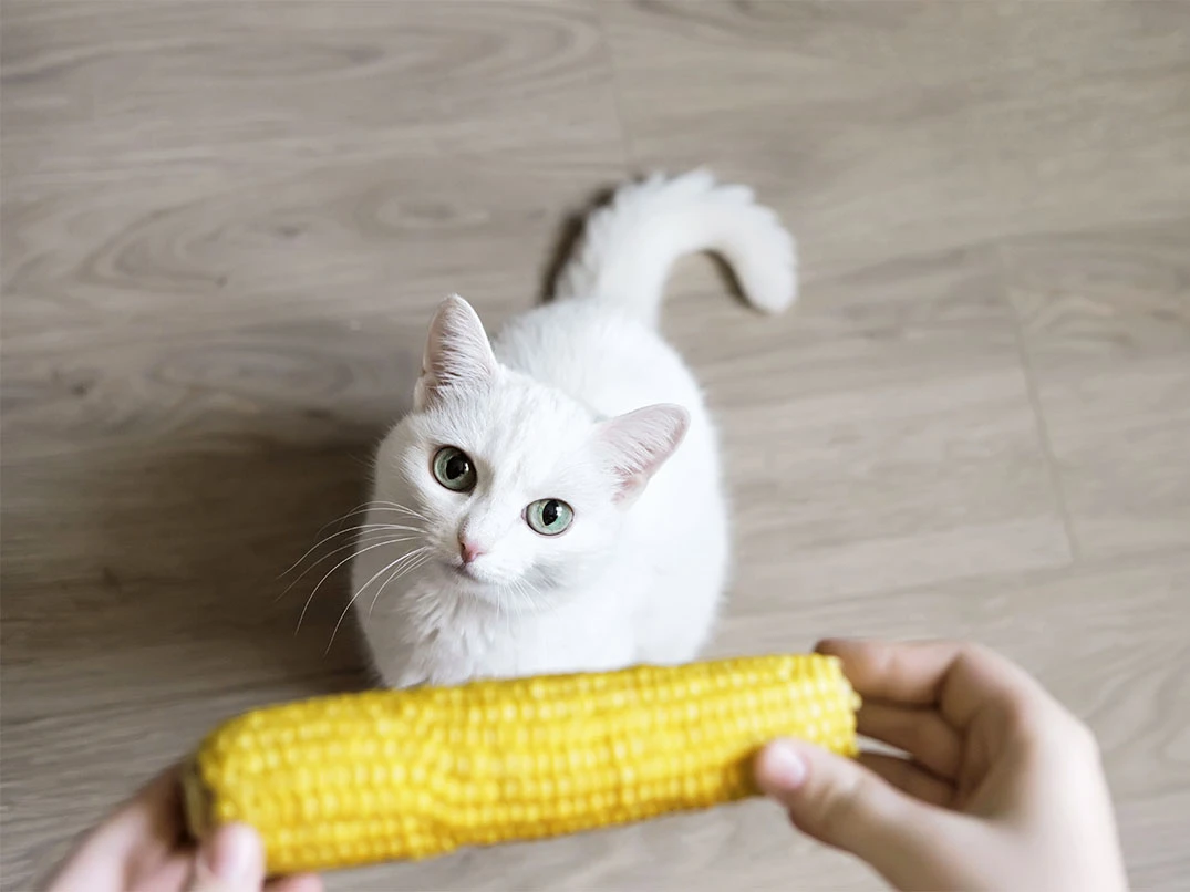 Kediler Mısır Yer mi?