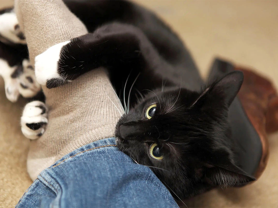 Kediler Neden Ayaklara Saldırır?