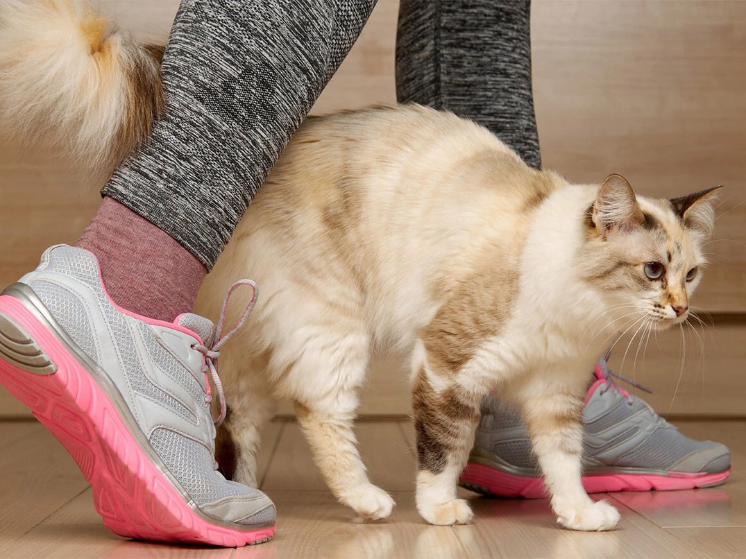 Kediler Neden Sürtünür?