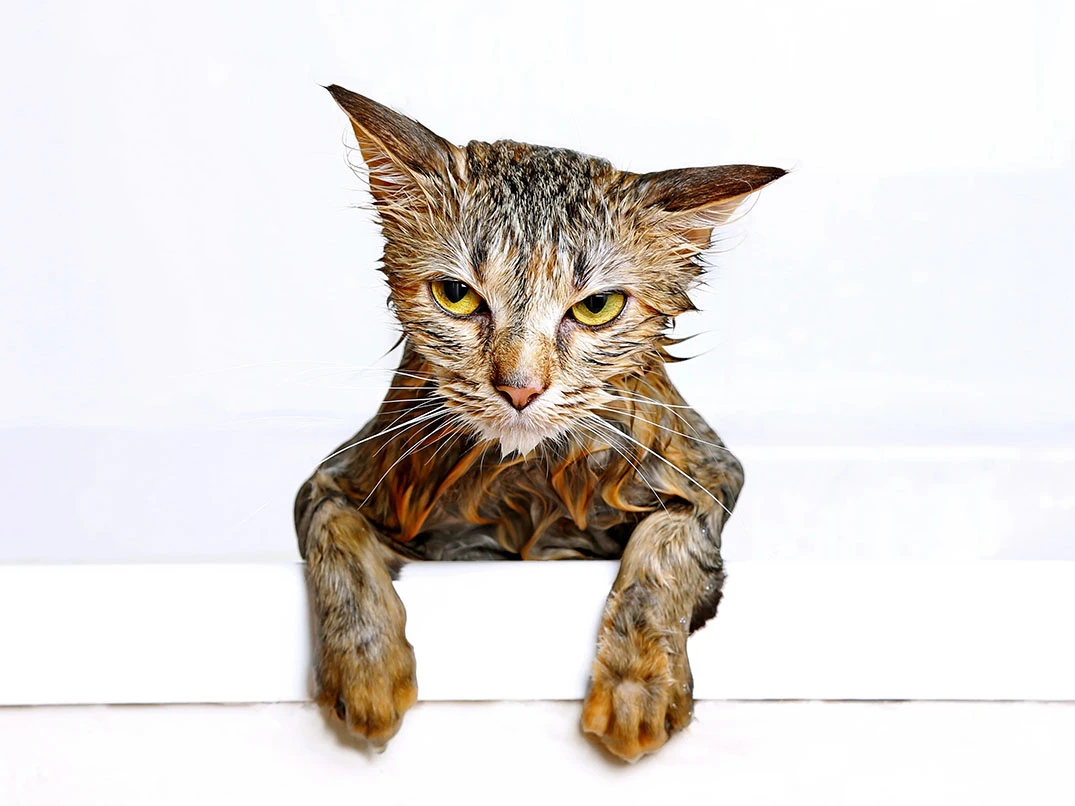 Kediler Neden Suyu Sevmez?
