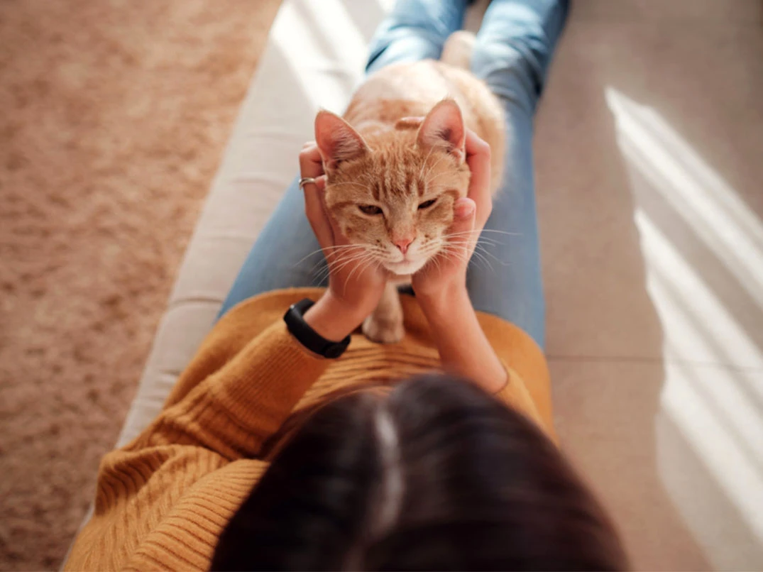 Kediler Sahiplerini Unutur mu?