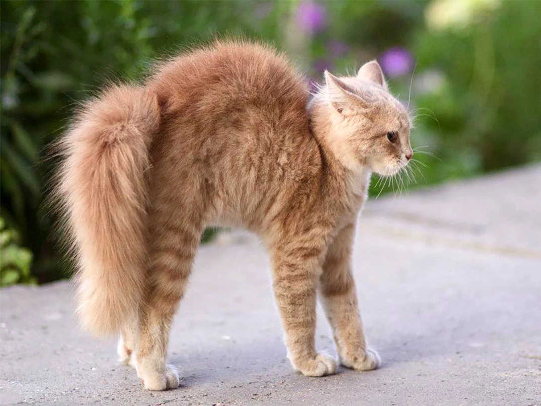 Kediler Sırtlarını Neden Kamburlaştırır?