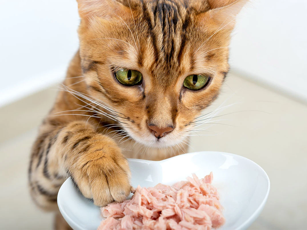 Kediler Ton Balığı Yer mi?