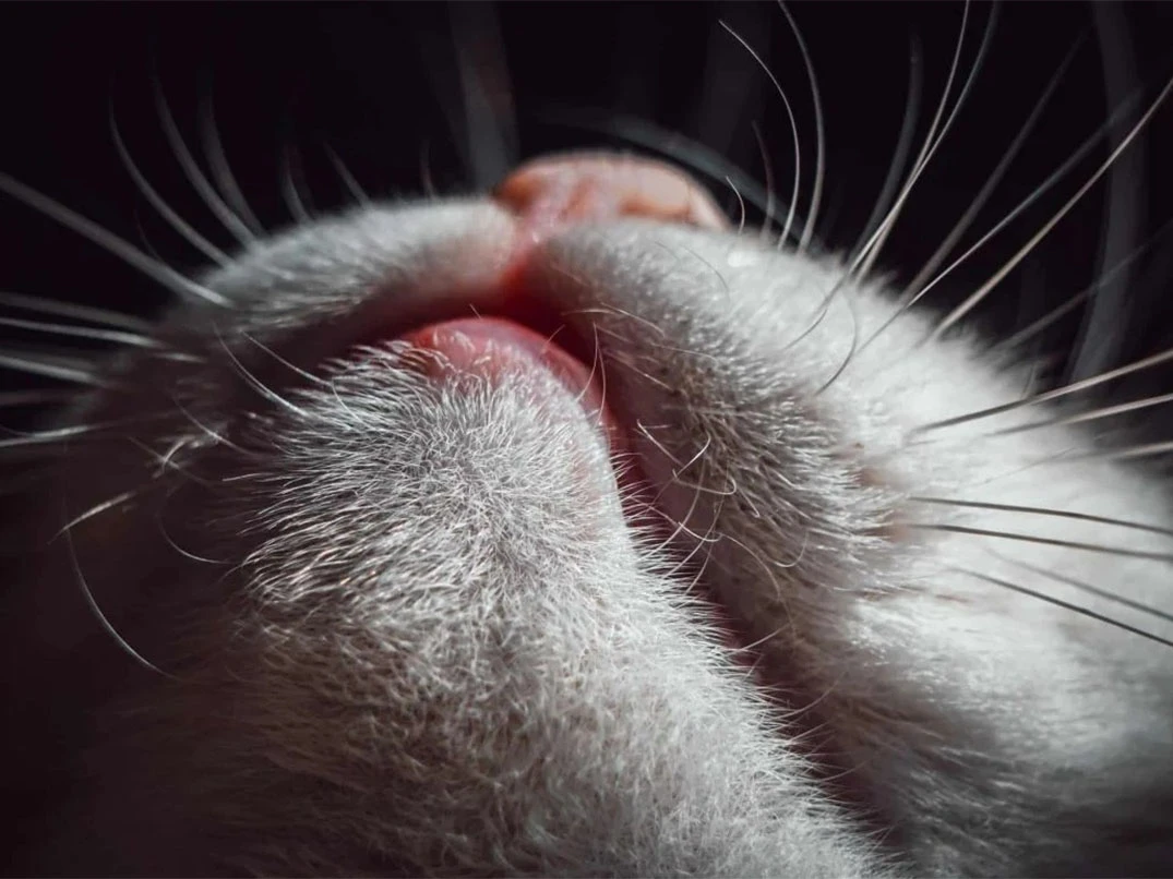 Kedilerde Alt Dudak Şişmesi Nasıl Geçer?