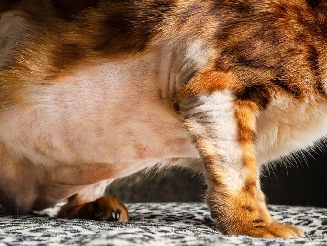 Kedilerde Bölgesel Tüy Dökülmesi Neden Olur?