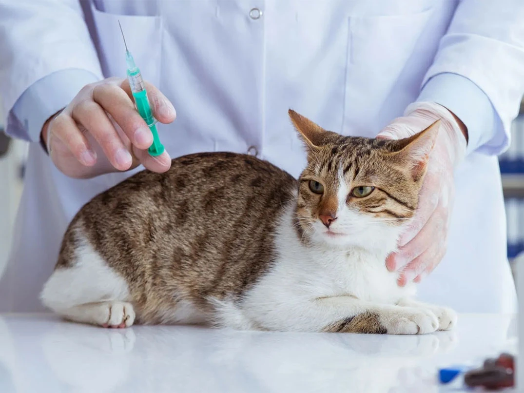 Kedilerde Calicivirus Nedenleri, Belirtileri ve Tedavisi