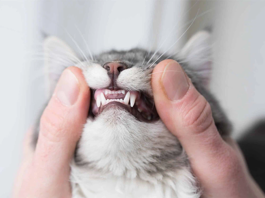 Kedilerde Diş Eti İltihabı Nedir? Belirtileri Ve Tedavi Yöntemleri