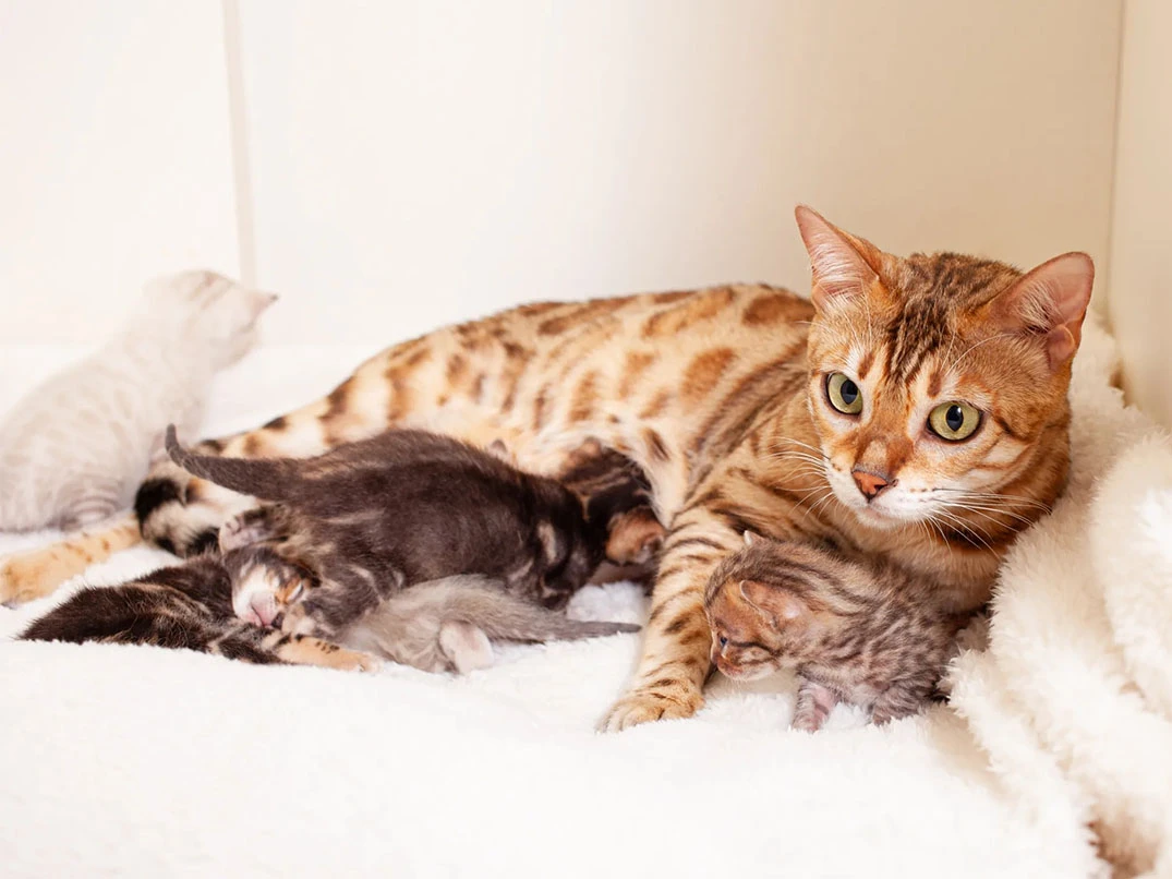 Kedilerde Doğum Sonrası Halsizlik