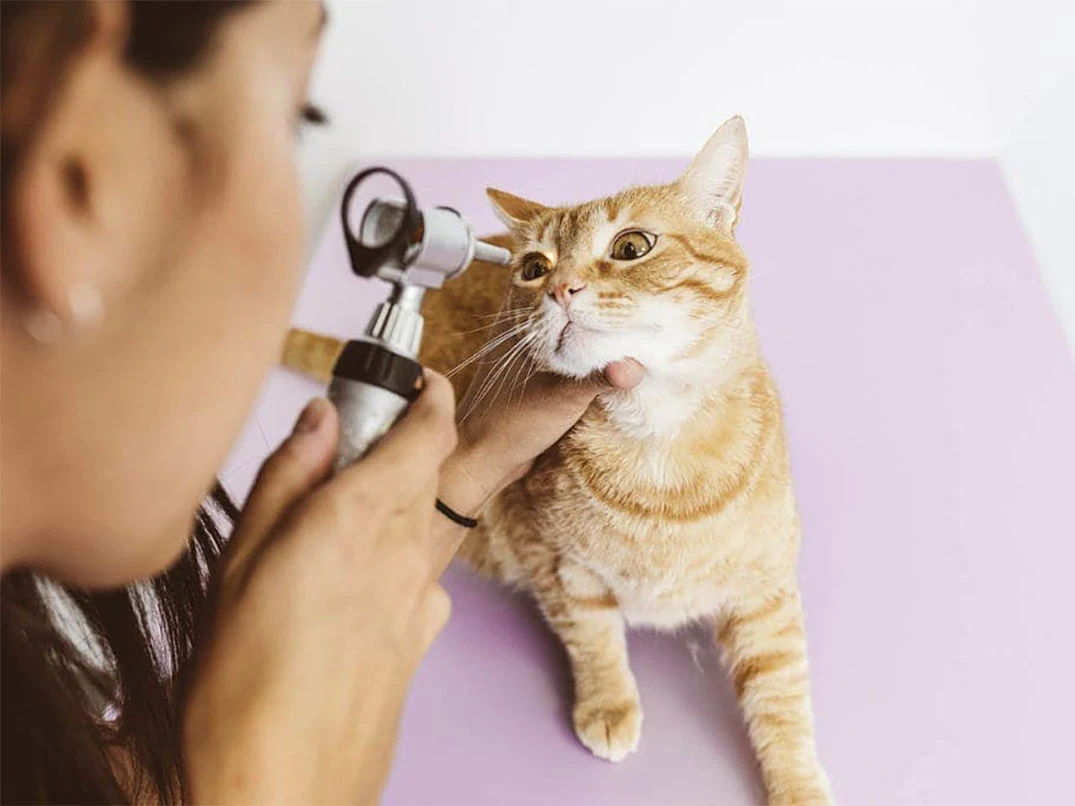 Kedilerde Göz Tansiyonu (Glokom) Belirtileri