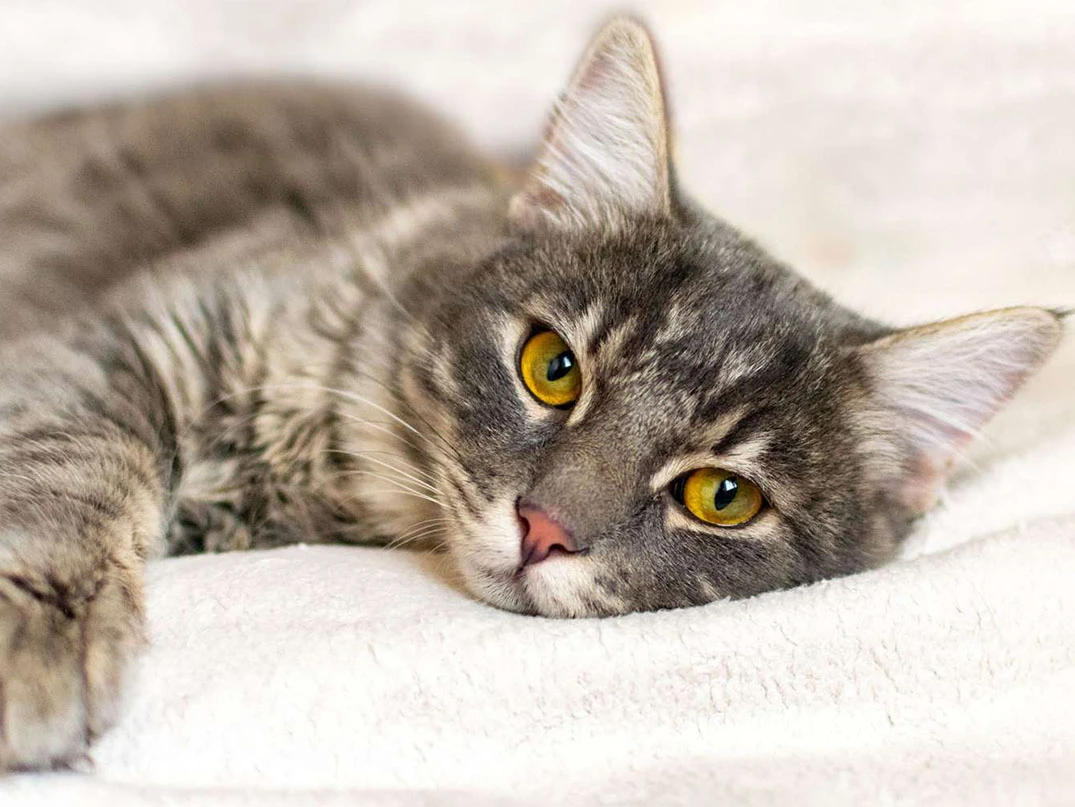 Kedilerde Kan Paraziti Belirtileri ve Nedenleri