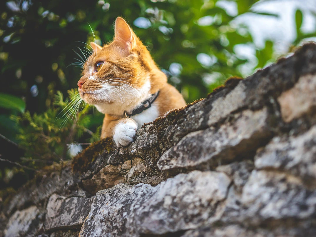 Kedilerde Kene Nedir? Belirtileri, Nedenleri ve Tedavi Yöntemleri