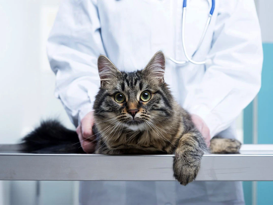 Kedilerde Lösemi (FeLV) Belirtileri ve Tedavisi