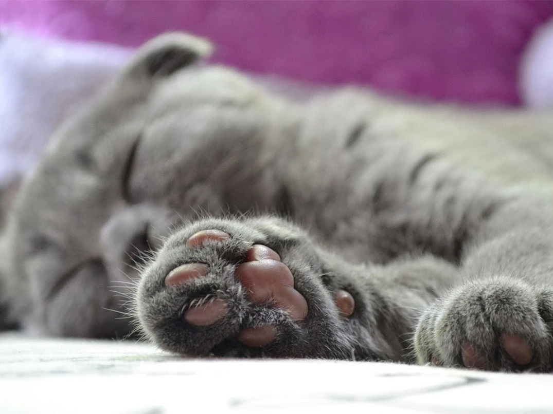 Kedilerde Pati Şişmesi Neden Olur?