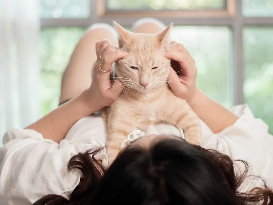 Kedilerden İnsanlara Hastalık Geçer Mi? Kedi Hastalıklarından Korunma Yöntemleri