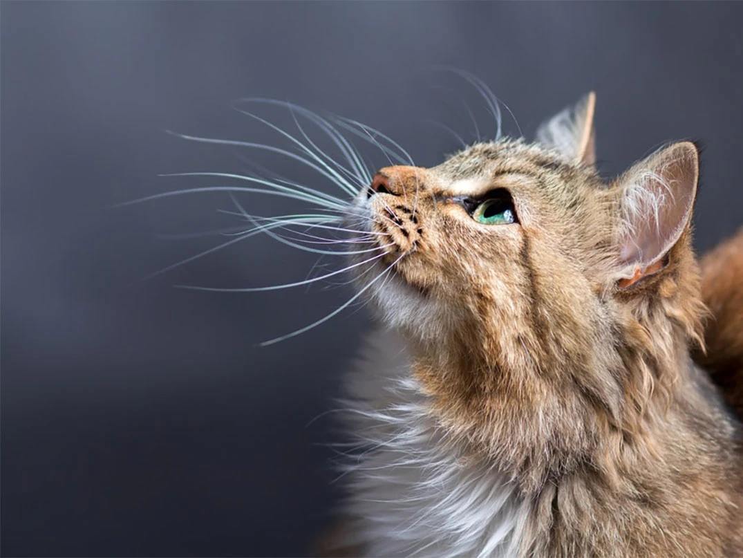 Kedilerin Bıyıkları Neden Uzundur?