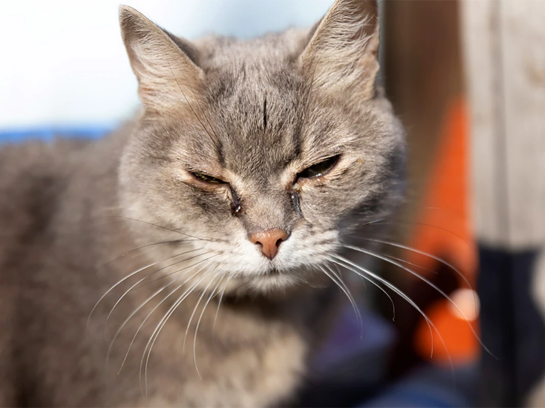 Kedilerin Gözleri Neden Çapaklanır?