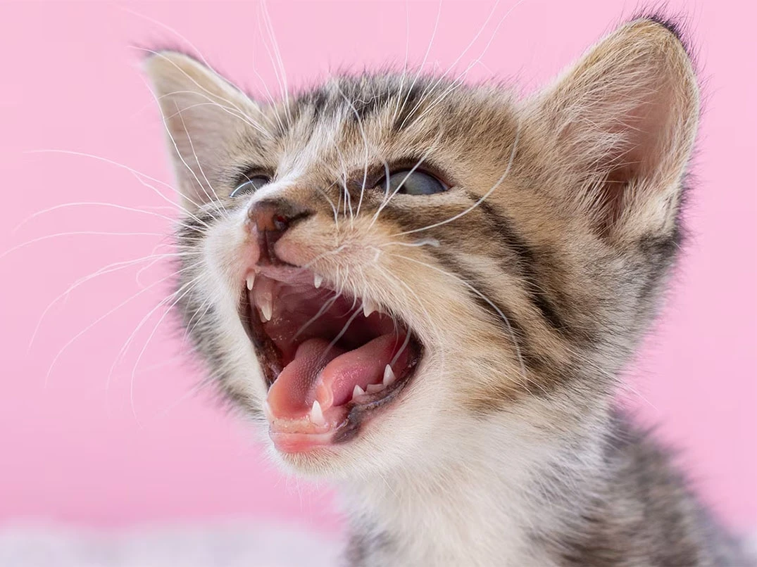 Kedilerin Kaç Tane Dişi Vardır?