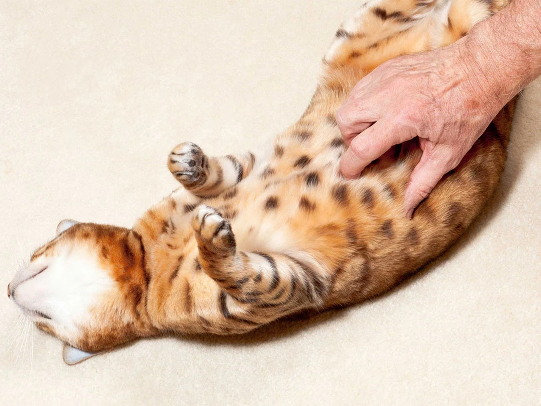 Kedilerin Karnı Neden Şişer?