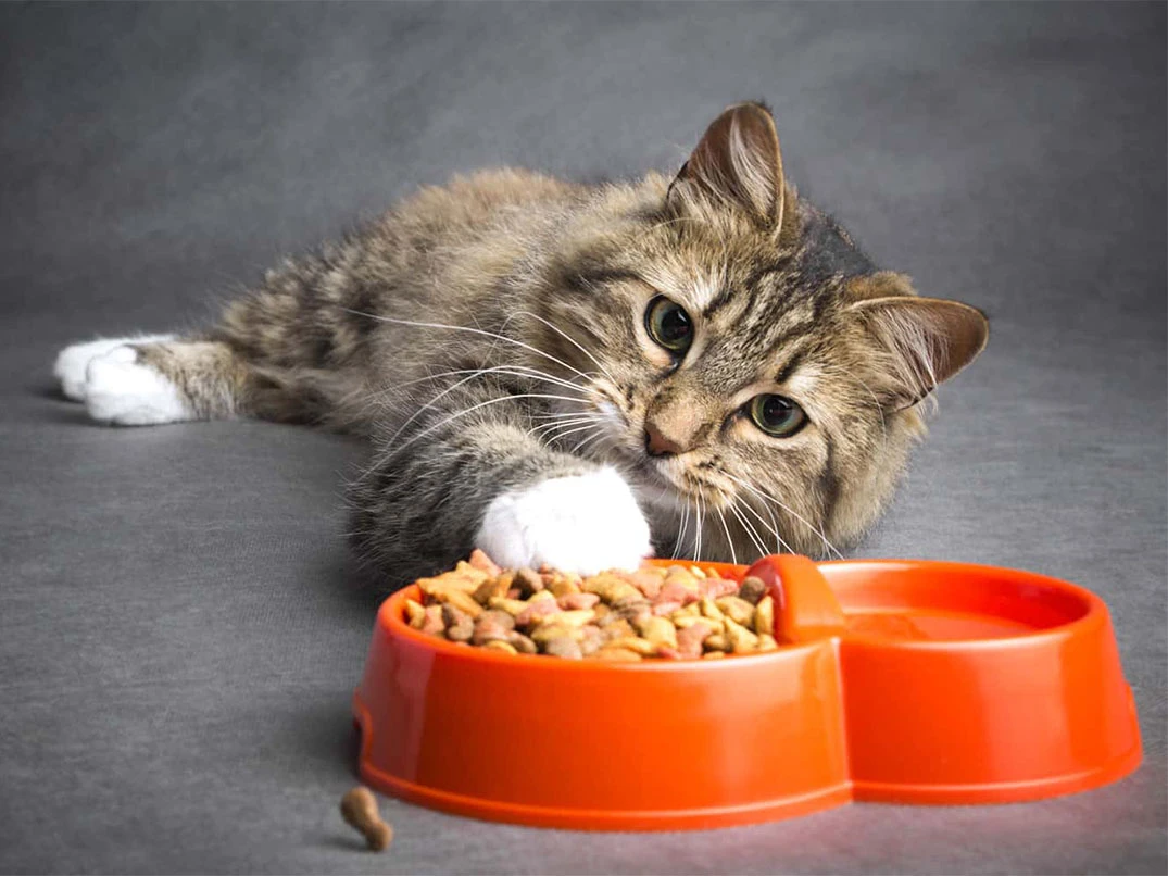 Kedinin Mama Kabı Hep Dolu mu Olmalı?