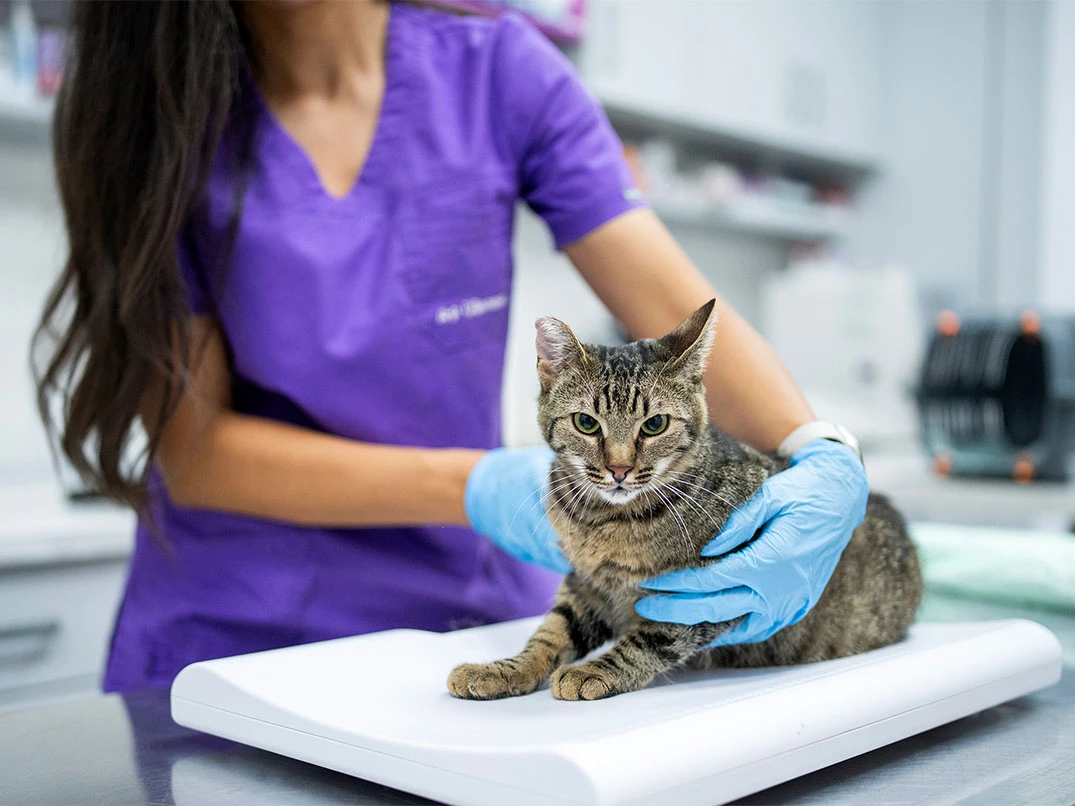 Kedim Arka Ayaklarına Basamıyor, Ne Yapmalıyım?