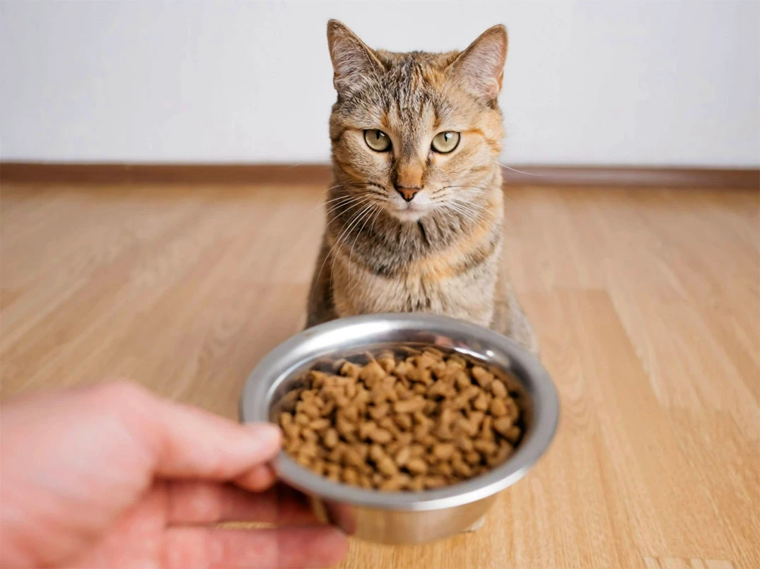 Kedim Çok Zayıfladı, Ne Yapmalıyım?