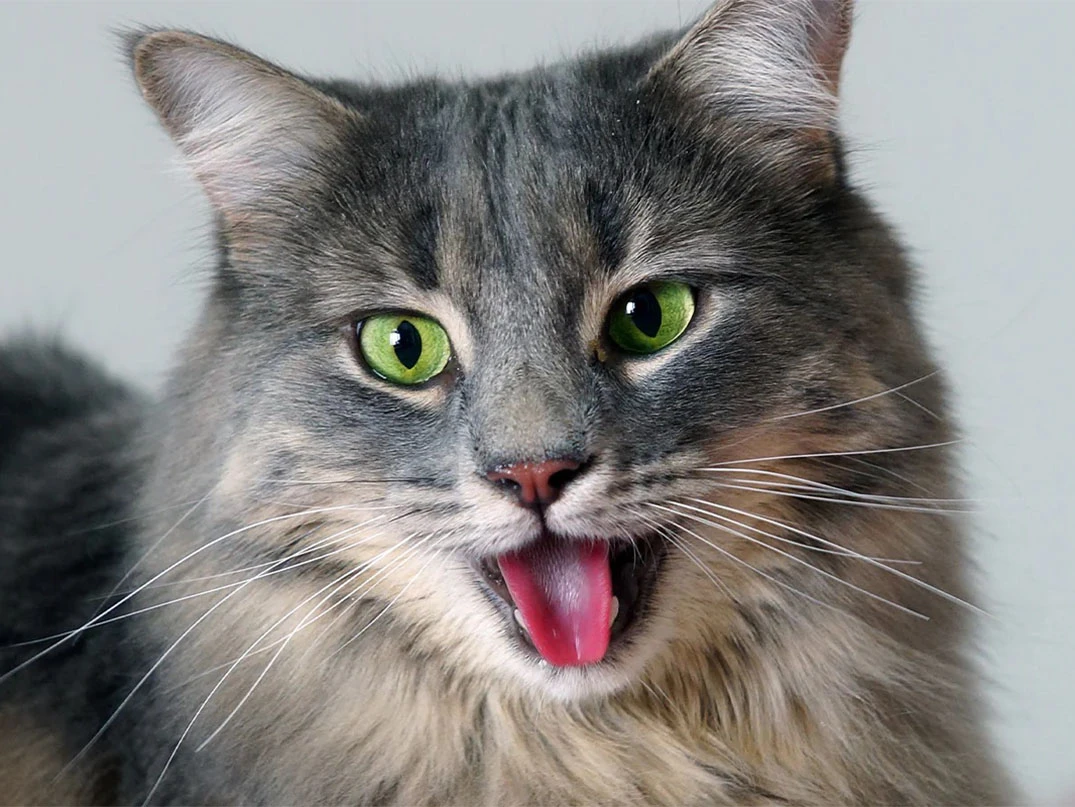 Kedim Dili Dışarda Hızlı Nefes Alıyor, Ne Yapmalıyım?