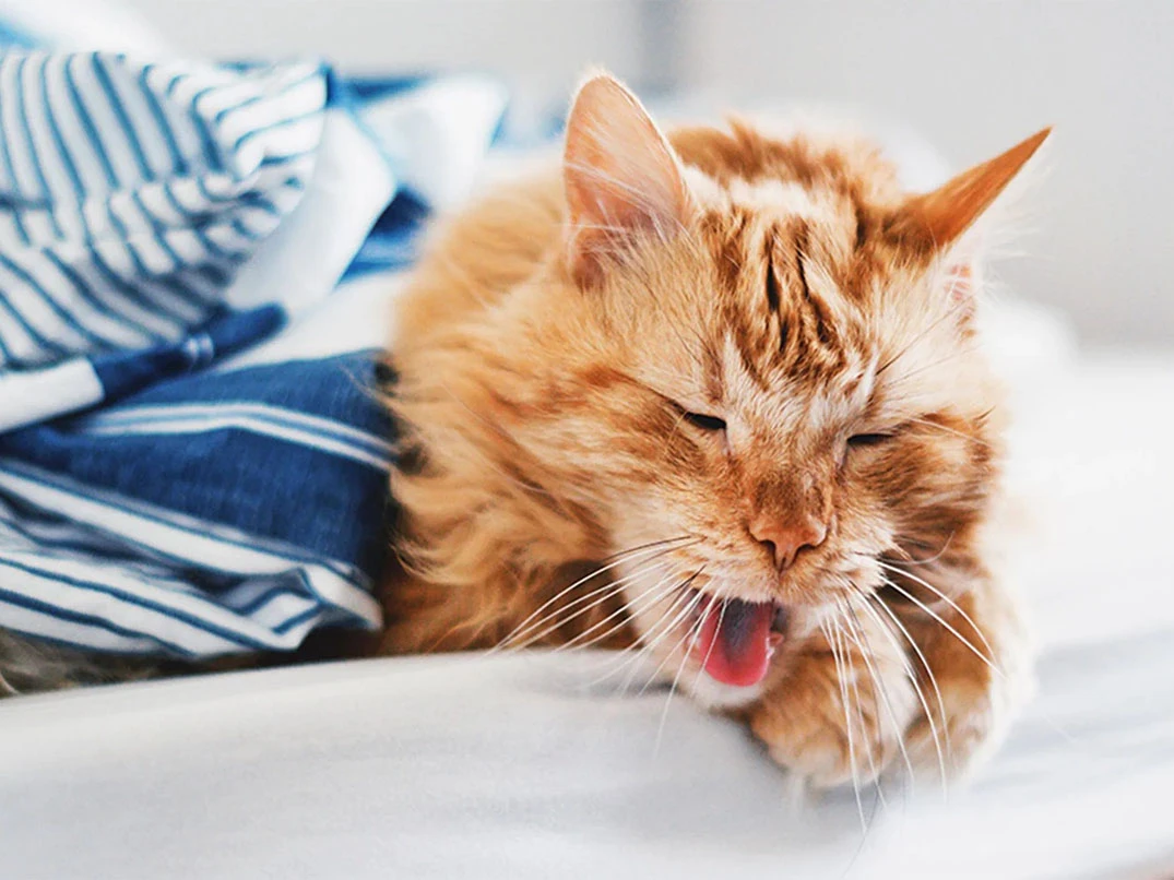 Kedim Grip Oldu, Ne Yapabilirim?