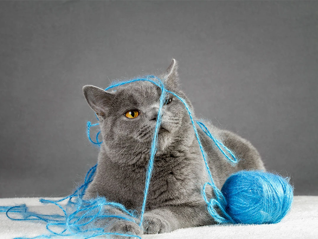 Kedim İp Yuttu, Ne Yapmalıyım?