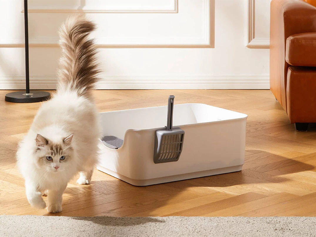 Kedim Kuma İşemiyor: Neden Olur?