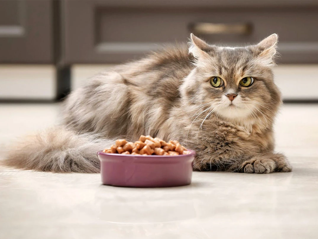 Kedim Mama Yemiyor, Ne Yapmalıyım?