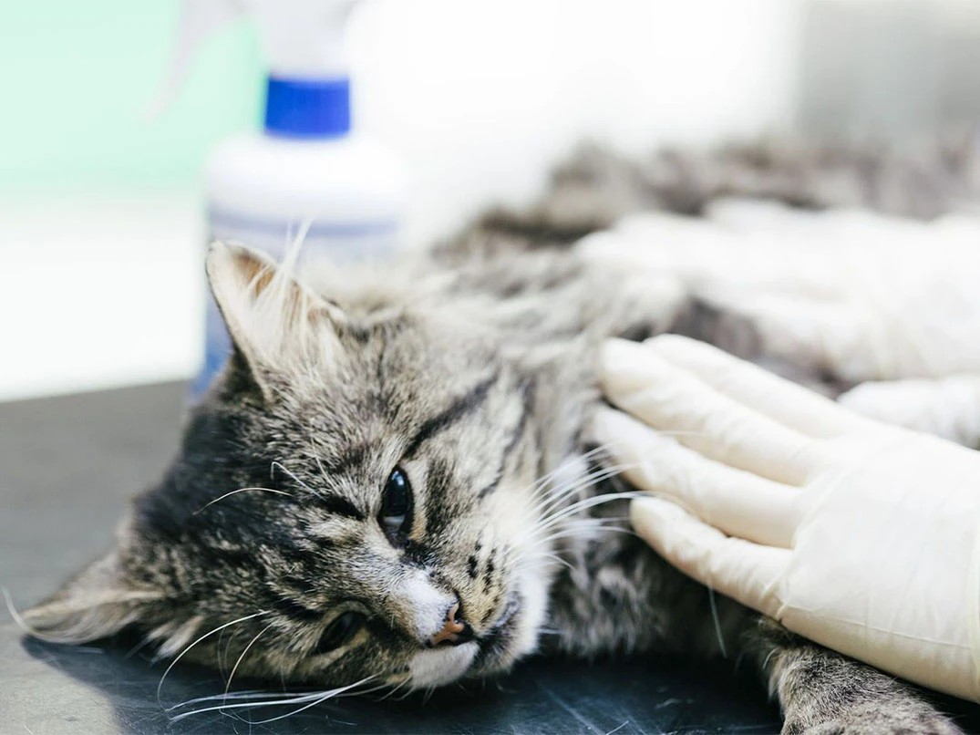 Kedim Narkozun Etkisinden Çıkamıyor, Ne Yapmalıyım?