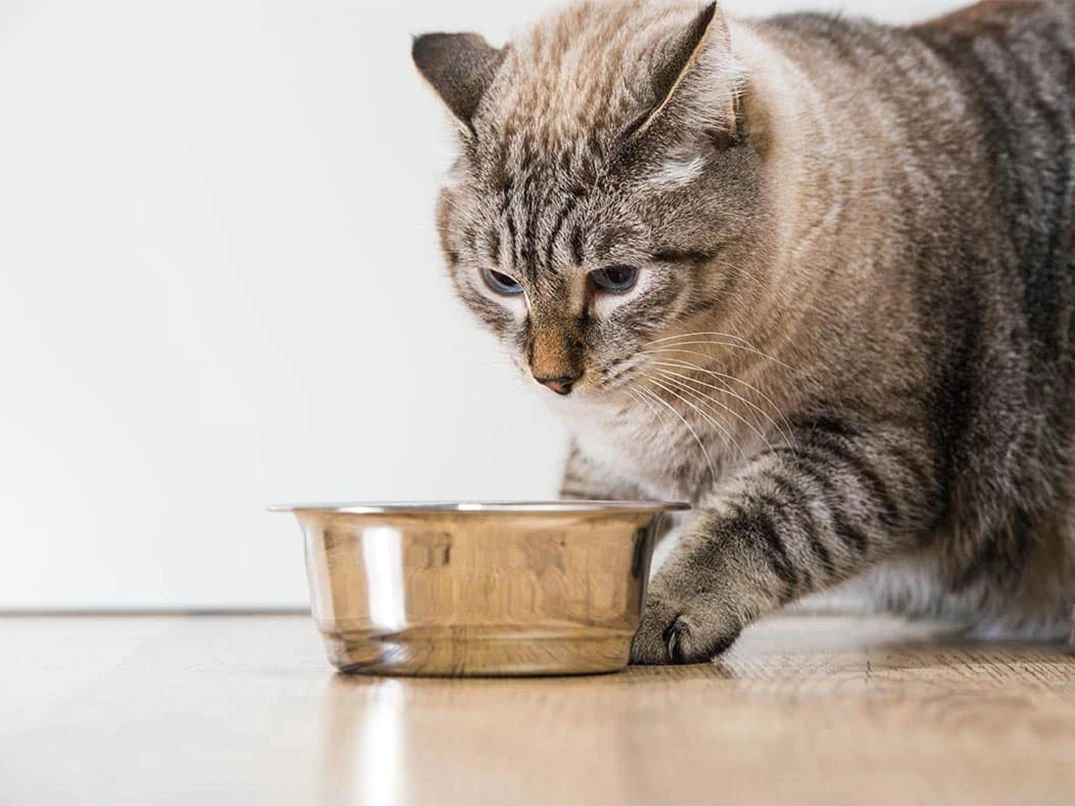 Kedim Neden Mamasını Örtmeye Çalışıyor?