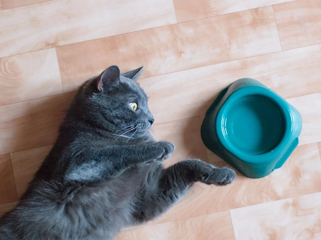 Kedim Su İçmiyor, Ne Yapmalıyım?