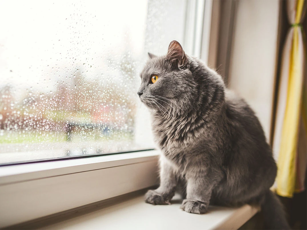 Kedim Sürekli Dışarı Çıkmak İstiyor, Ne Yapmalıyım?
