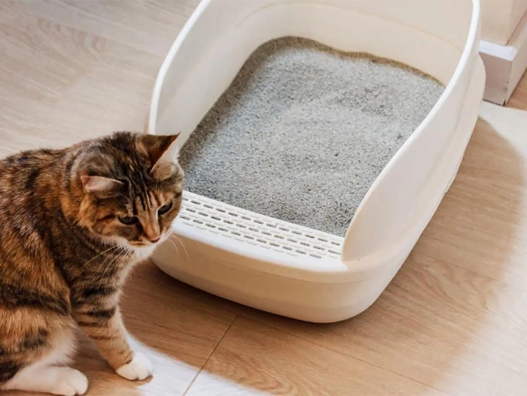 Kedim Sürekli Tuvalete Gidiyor Ama Yapmıyor, Neden?