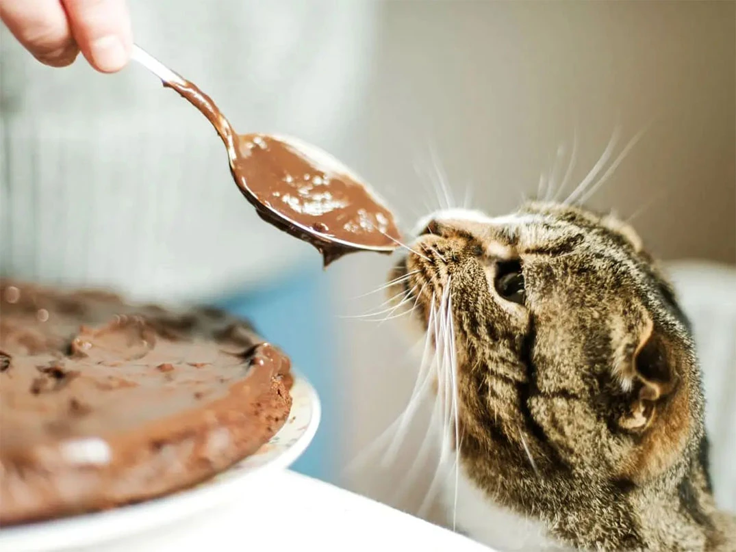 Kedim Tatlı Yedi, Ne Yapmalıyım?