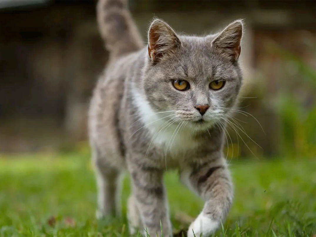 Kedim Topallıyor, Ne Yapmalıyım?