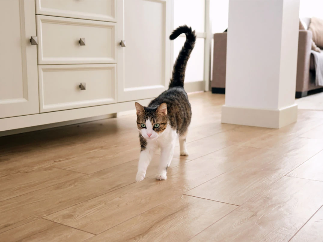 Kedim Yürüyemiyor Düşüyor, Ne Yapmalıyım?