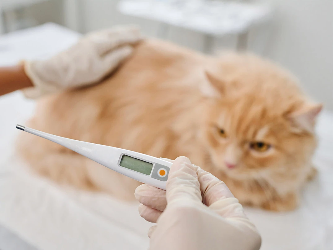 Kedimin Ateşi Olduğunu Nasıl Anlarım?